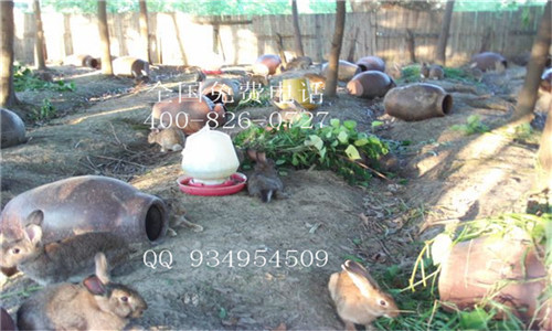 休闲农庄农家乐狩猎场专用野兔商品兔供应
