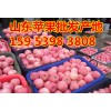 苹果批发多少钱一斤山东红富士苹果产地价格