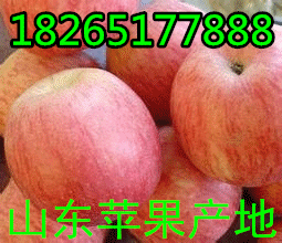 【山东苹果 红富士苹果批发价格】