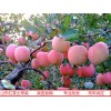 山东红富士苹果产地批发供应 保证苹果质量