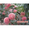莱芜映霜红桃树苗：供应山东有品质的映霜红桃树苗