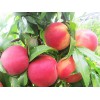 供应山东实惠的桃树|高质量的桃树认养