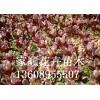 上海红叶甜菜：品种好的红叶甜菜价格怎么样