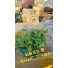 【潍坊值得信赖】的虞美人厂家提供//哪里能买到优质羽扇豆【？？】