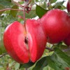 厂家批发产量高_买苹果苗当然选祝康蓝莓种植