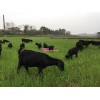 厂家批发湖南努比亚黑山羊|供应湖南质量好的黑山羊