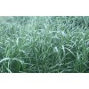 出口多年生黑麦草－纽怡种子 供应四川热销的黑麦草