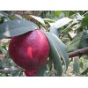 临沂“未来一号”油桃，山东优质“未来一号”油桃供应