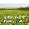 重庆大花萱草——供应山东有品质的大花萱草