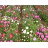 出色的翠菊市场价格情况——三色堇种植基地