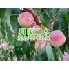 好种植的金秋红蜜桃苗优选青州利民苗木_易种植的金秋红蜜桃苗