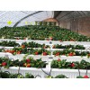 去哪找可靠的草莓温室建设——潍坊草莓温室