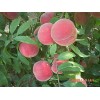 晚熟毛桃多少钱：供应山东优质的映霜红晚熟毛桃新品种
