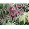 乐义苗木供应价格优惠的鲁星油桃|鲁星油桃供应
