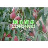 映霜红桃树苗供应商|供应山东品种好的映霜红桃树苗