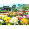 畅销的国庆菊出售：绿化用宿根花卉