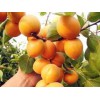 油杏批发——想买优质的油杏，就到乐义苗木
