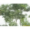 江苏南京栾树等多种绿化苗木