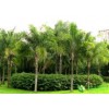 加拿利海枣种植批发|畅销的加拿利海枣出售