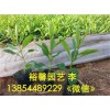 潍坊【价位合理】的马鞭草?【厂家直销 】质量好的薰衣草批发