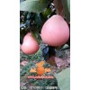 三红柚子苗价格|供应福建品种好的三红柚子苗