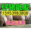 出售仔猪.山东仔猪交易市场仔猪价格