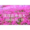 芝樱供货商，优惠的芝樱出售