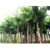 想要易种植的山东国槐就来青州春雨苗木：出售山东国槐