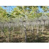 辽宁红豆杉树苗种植基地 成活率高的红豆杉出售