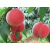 青州映霜红苗价格，大丰收果树专业供应映霜红桃苗