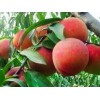 全红蜜找崇家果树苗木_品种优良——全红蜜种植基地