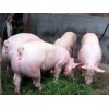 潍坊优质的大白母猪报价，大白猪供应商