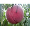 济宁夏红桃苗：供应山东有品质的夏红桃苗