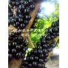 哪里能买到超值的树葡萄种苗_福建树葡萄