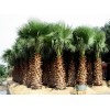 供应浙江有品质的布迪椰子种子