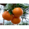 四川柑橘树苗价格，四川柑橘树苗批发，四川柑橘树苗特点