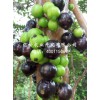 莆田嘉宝果，实惠的树葡萄种苗出售