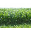 购买墨西哥玉米种子优选绿牧天下 墨西哥玉米种子低价批发