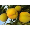 贵州黄金桃新品种：优质黄金桃新品种就在青州市为民桃苗