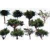 巴南批发景观榕树——有品质的景观榕树出售