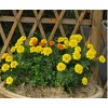 优质孔雀草——口碑好的黄色孔雀草新艺花卉供应