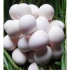 营养蓝孔雀蛋价位：质量好的蓝孔雀蛋市场价格