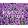 北京羽衣甘蓝：想要品种好的羽衣甘蓝就来国伟花卉苗木