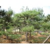 【造型松基地】鑫源专业培育优质造型松树