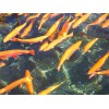 兰州金鳟活鱼销售 刘家峡冷水鱼养殖基地出售优惠的金鳟鱼