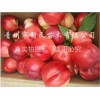 威海映霜红桃——品种纯的映霜红桃苗优选青州利民苗木