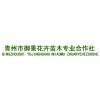 优惠的花卉苗木推荐|大叶黄杨价格