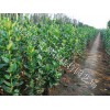 想要优质的北海道黄杨就来桂竹园艺 北海道黄杨栽培基地