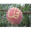 畅销的映霜红桃苗，供应山东高质量的映霜红桃苗