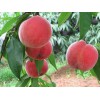 映霜红桃树苗批发商|想要优质的映霜红桃苗就来崇家果树苗木